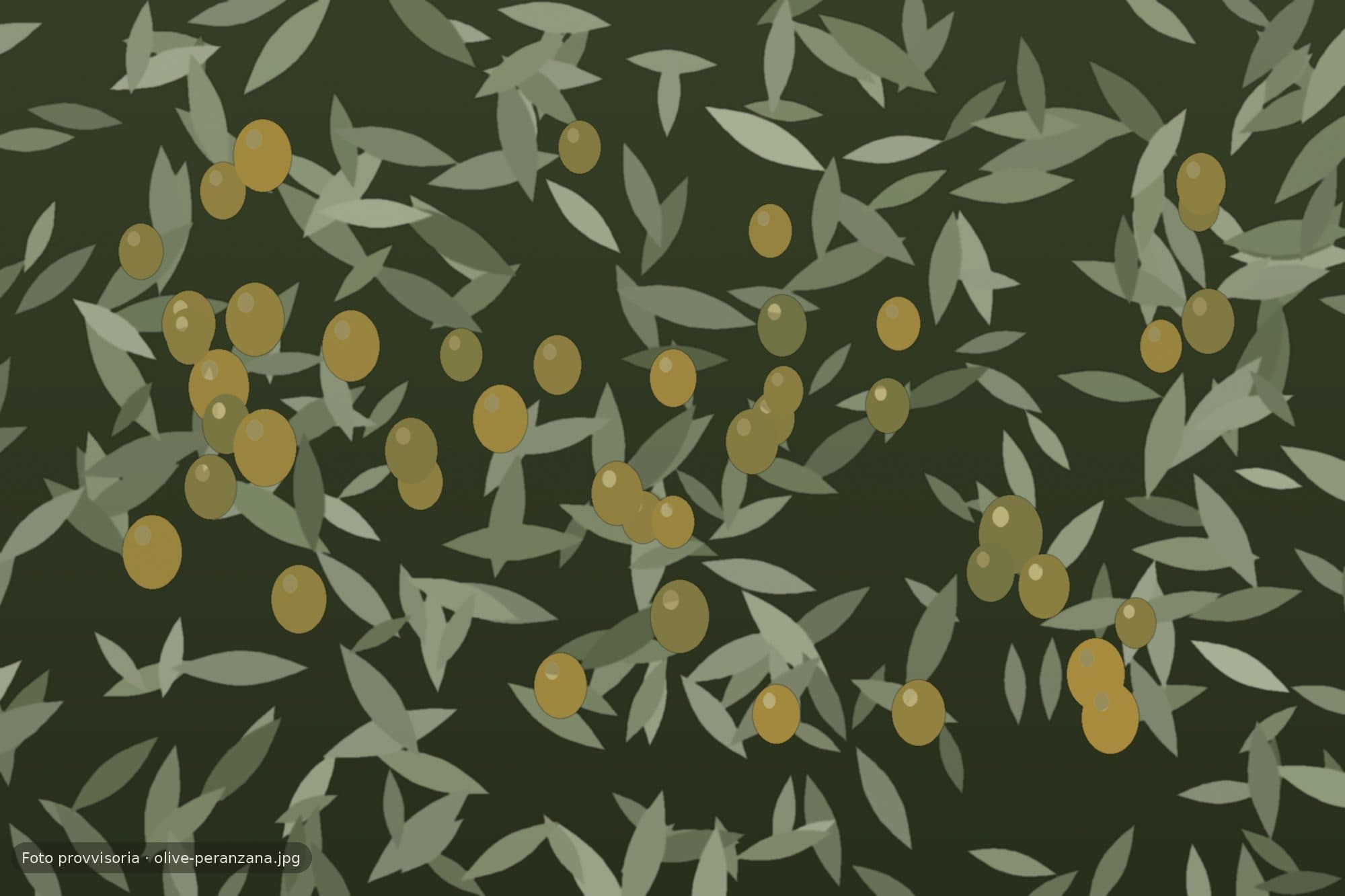 Olive di cultivar Peranzana sul ramo, poco prima della raccolta